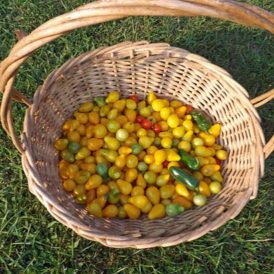 The Trials and Tribulations of Tomatoes, Part 1 Image